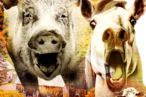 farm der tiere  das musical - punk-rock-musical von manuel de rien und oliver graf