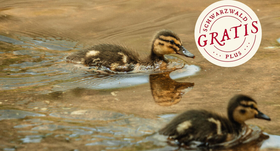 naturerlebniswanderung-zum-idyllischen-sankenbachsee