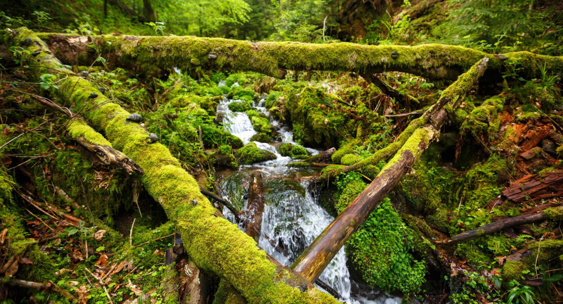 one-night-of-mj-the-tribute-to-the-king-of-pop