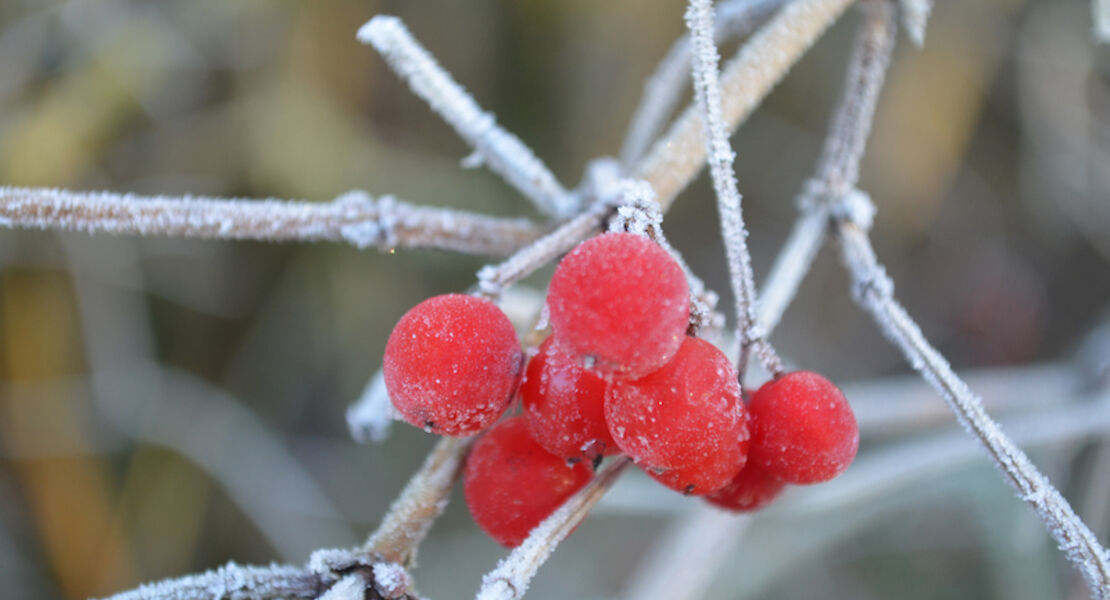 winterliche-kurparkfuhrung