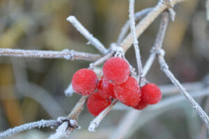 Winterliche Kurparkführung