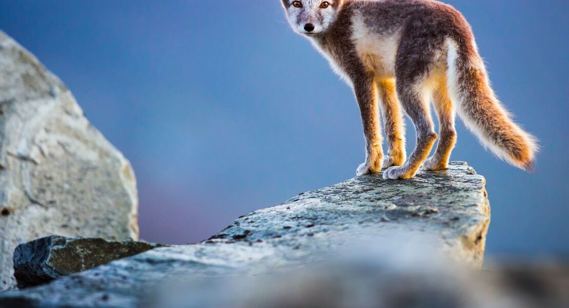 skandinavien-unberuhrte-wildnis