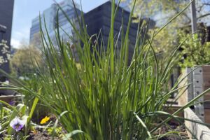 Workshop im Urania Garten: Die Heilwirkung von Gewürzkräutern