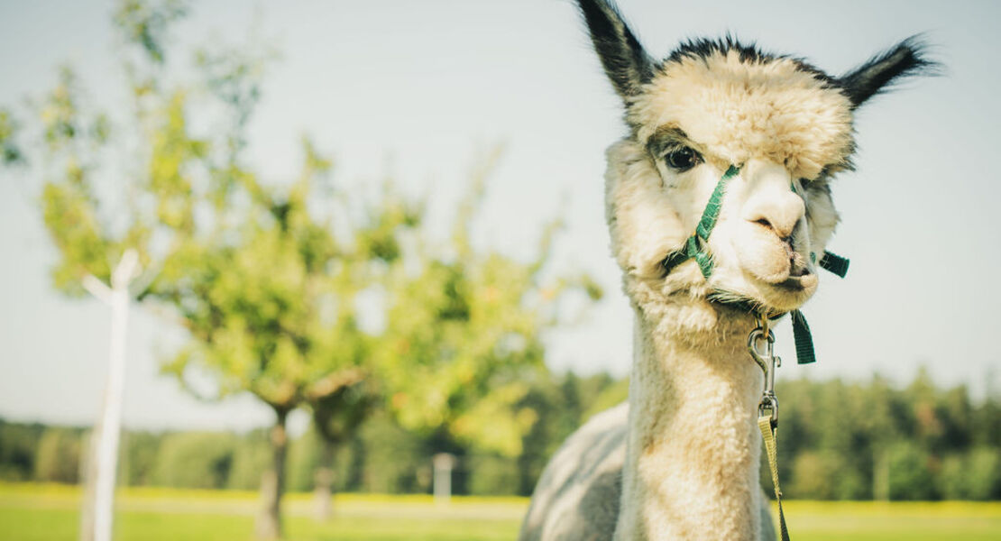 heidis-alpakaparadies-in-maisenbach-zainen