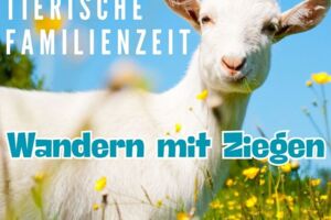 Ziegenwanderung - tierisch gute Familienzeit - Strandbesuch einmal anders-mit Ziegen zum Meer