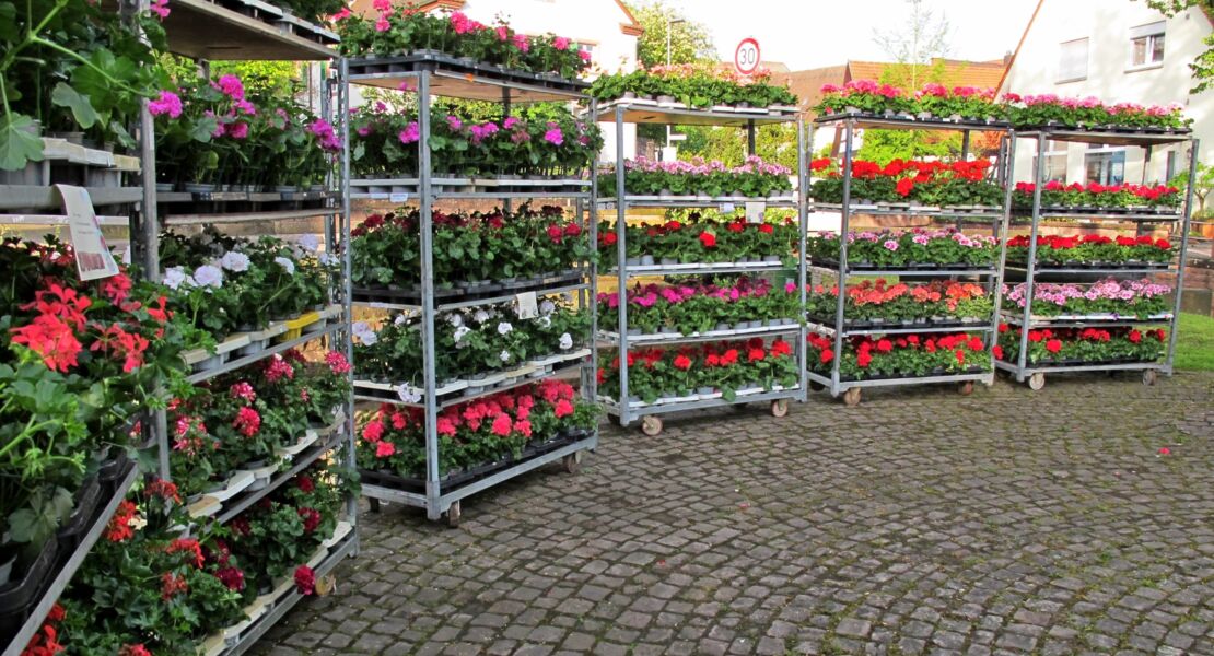 sommerblumen-und-geranienmarkt
