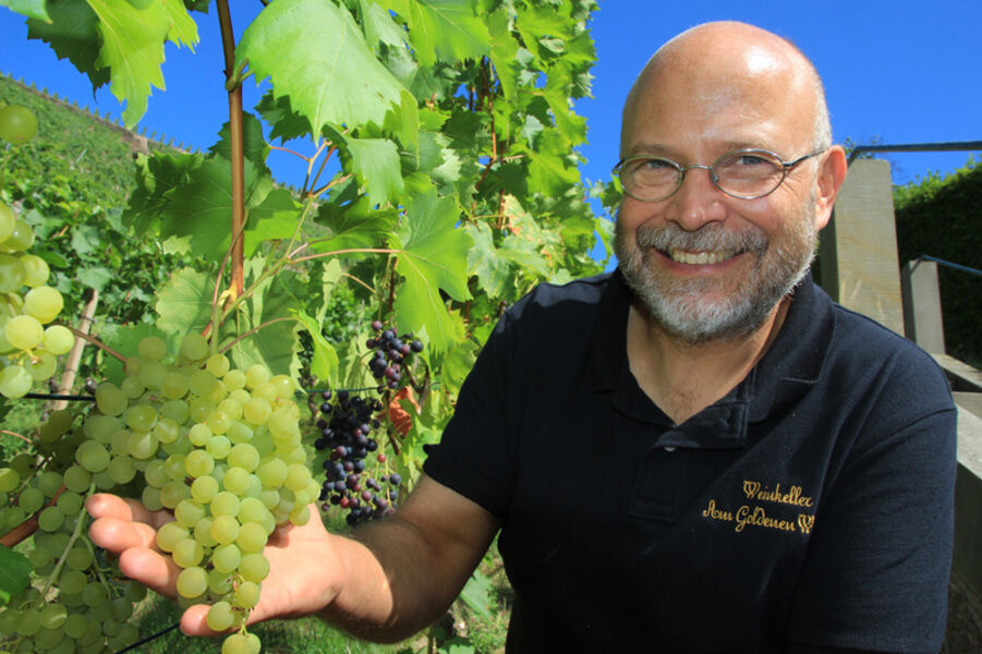 kleine-weinbergwanderung-mit-moderierter-4-weinprobe-durch-die-radebeuler-weinberge-fur-3h