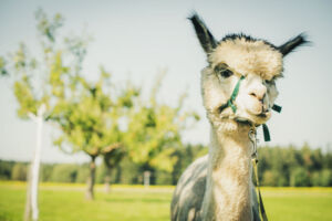 Heidi’s Alpakaparadies in Maisenbach-Zainen