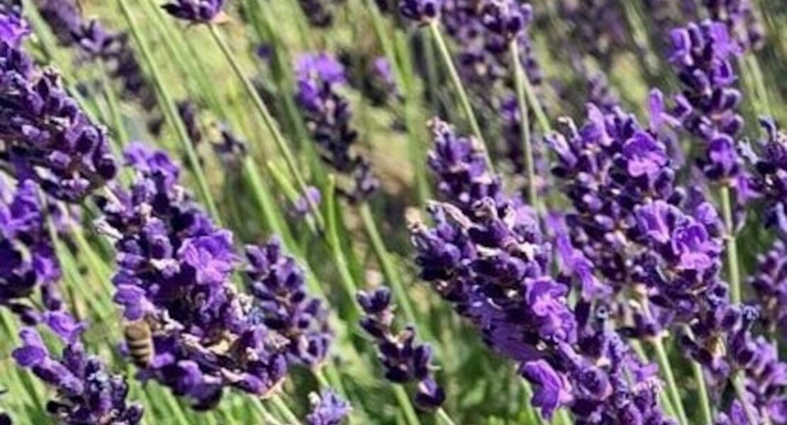 destillations-workshops-workshop-lavendel-destillation