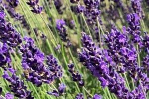 Destillations-Workshops - Workshop: Lavendel-Destillation
