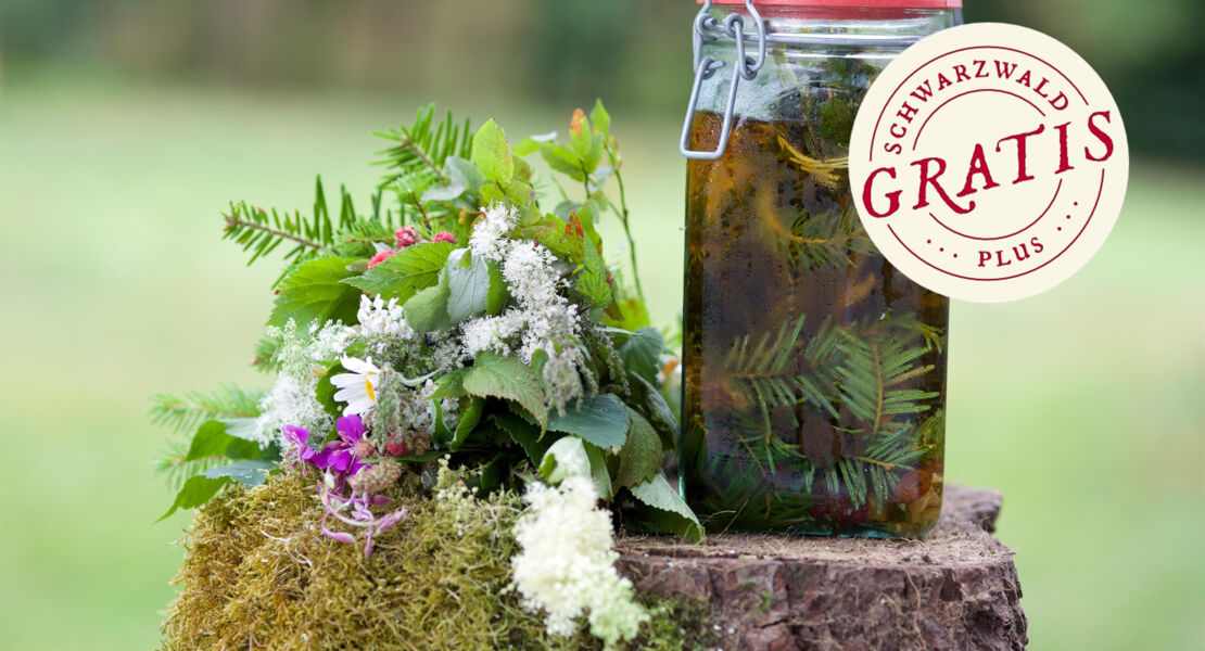 kulinarische-wildpflanzenwanderung-baiersbronn