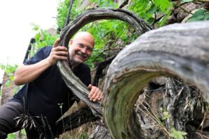Große Weinbergwanderung - 