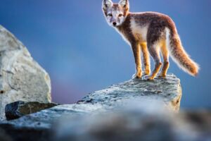 Skandinavien – Unberührte Wildnis