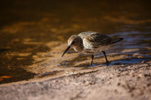 Deutscher Naturfilmpreis 2025