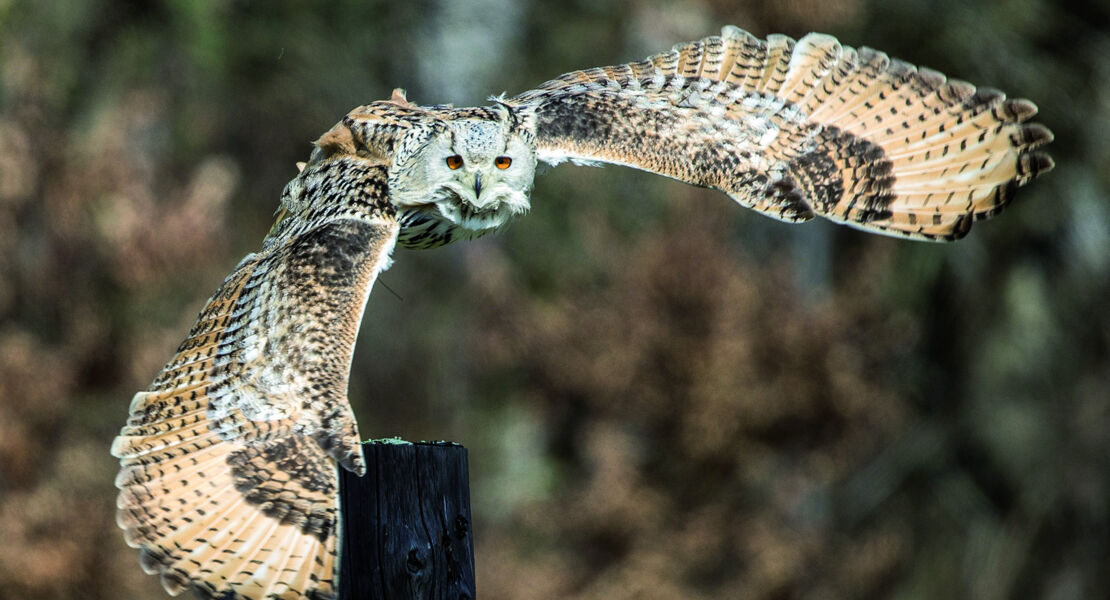unsere-greifvogel-und-eulen-vortrag
