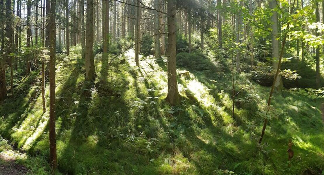 waldbaden-gastefuhrung