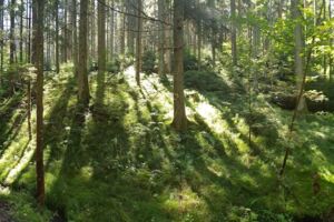 Waldbaden - Gästeführung