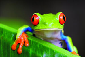 Costa Rica - Der Familien-Vortrag von PLANETVIEW