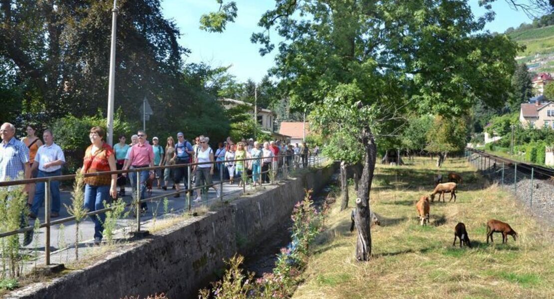 exklusive-weinbergwanderung-ca7km-exklusive-kulinarische-weinfuhrung-mit-moderierter-6er-weinprobe