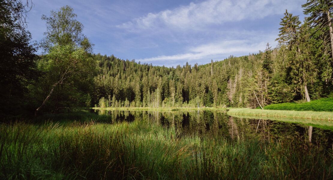 rangerfuhrung-zum-buhlbachsee