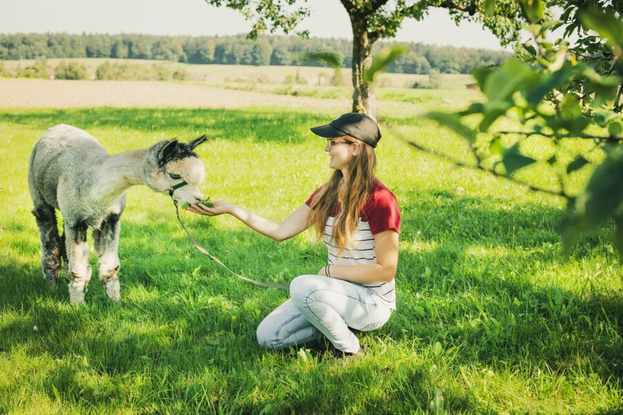 alpakawanderung-auszeit-fur-korper-und-geist