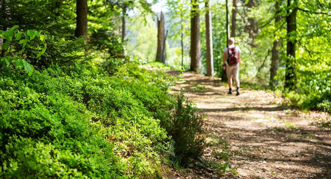 gefuhrte-wanderung-heidelbeersommer