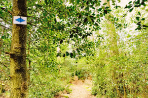 Herrentag mit Kräuterpädagogin Antje Mieves: Abenteuer im Wald