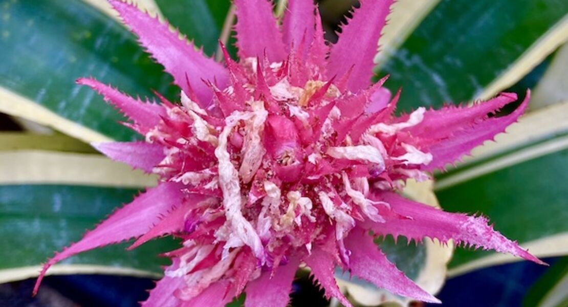 fuhrung-bromelien-im-loki-schmidt-garten
