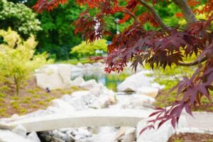 Führung durch den Japanischen Garten in Bad Krozingen