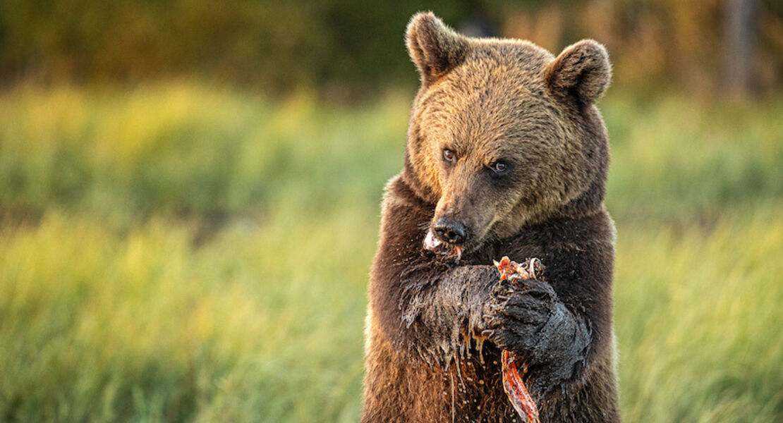 wunderwelten-im-augustinum-finnland-von-wilden-baren-und-glucklichen-menschen-live-reportage-von-und-mit-ruth-jurgen-haberhauer