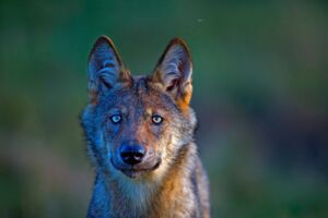 vhsBilderWelten - MultivisionShow