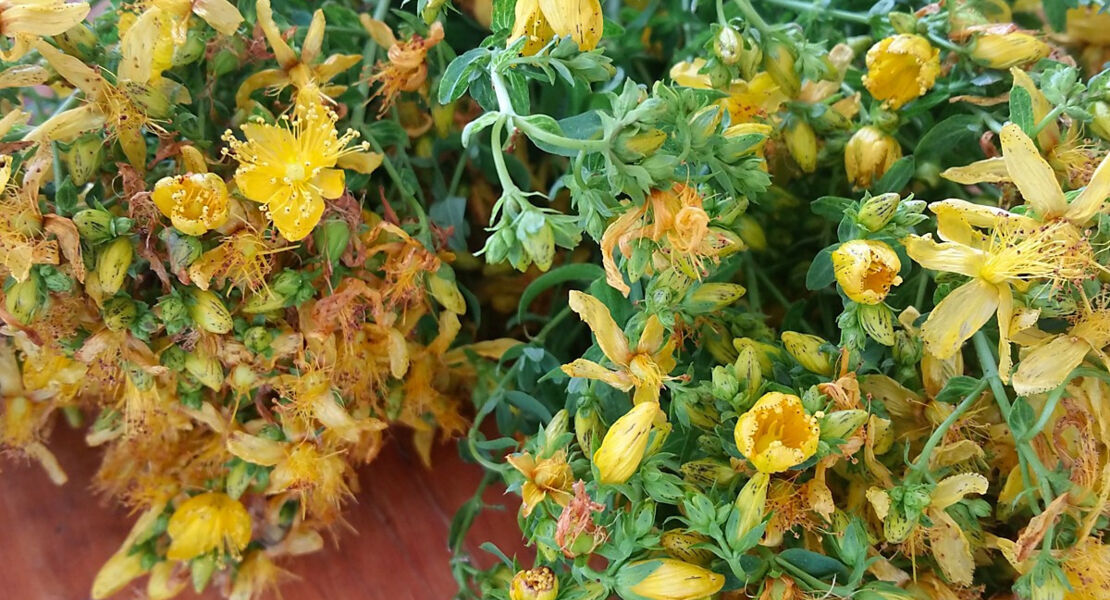 essbare-und-heilsame-wildkrauter-im-sommer-krauterspaziergang