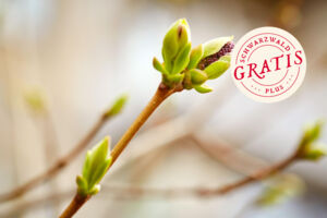 Kulinarische Wildpflanzenwanderung - kleine Knospenkunde