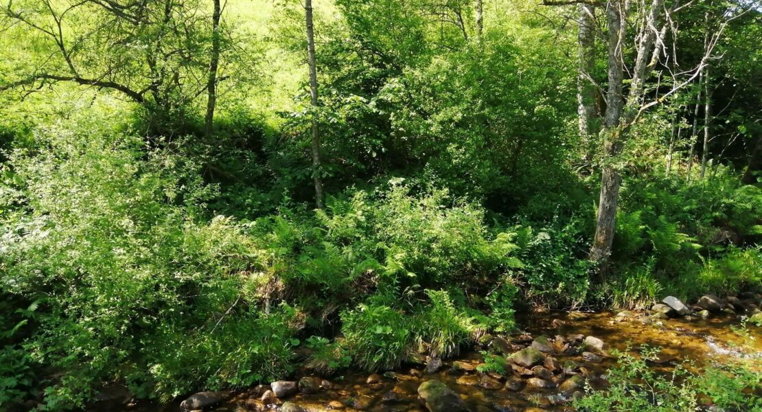 gefuhrte-wanderung-auf-den-spuren-alter-waldberufe