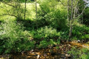 Geführte Wanderung: Heidelbeersommer