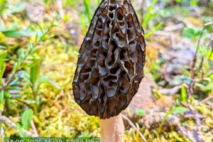 Pilze gibt es viele - Pilzexkursionen