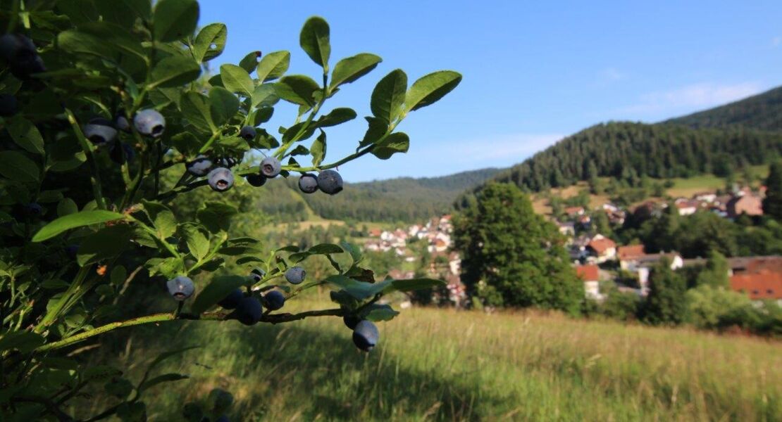 gefuhrte-heidelbeerwanderung