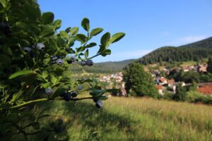 Geführte Heidelbeerwanderung