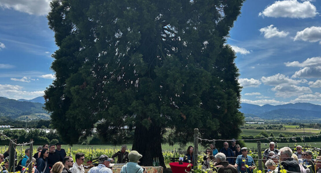 kulinarische-weinwanderung-auf-dem-bad-krozinger-rebberg