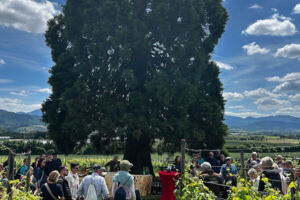 Kulinarische Weinwanderung auf dem Bad Krozinger Rebberg