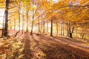 Wald- und Wiesenwanderung 2026