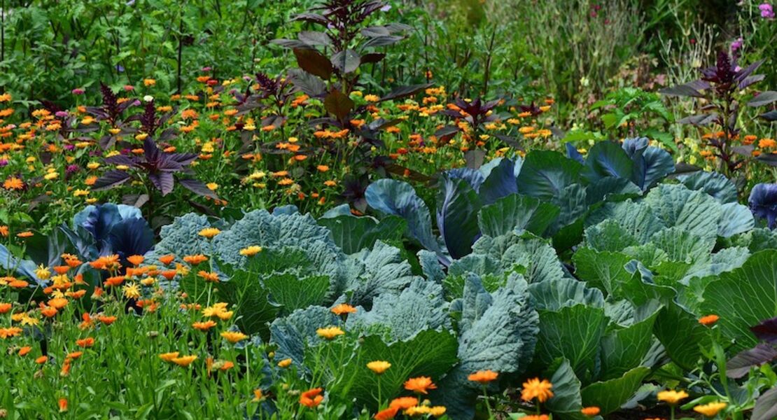 workshop-im-urania-garten-pflanzengemeinschaften