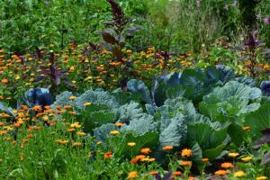 Workshop im Urania Garten: Pflanzengemeinschaften