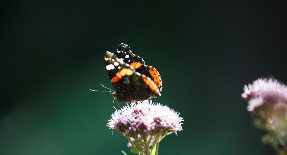 wildkrauter-des-nationalparks-entdecken