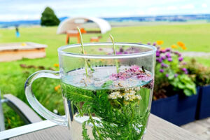 Kräuterwanderung mit Kräuterpädagogin Antje Mieves: Bärenkräfte - Wildkräuter erleben und Genießen